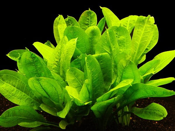 Echinodorus Parviflorus Tropica żabienica mini koszyk roślina do akwarium